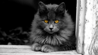 Black cat yellow eyes gothic 28 - the window sill free wallpaper