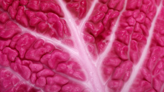 Pink plant macro art abstract - generative art free wallpaper for desktop