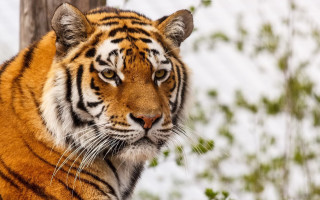 Tiger snow woodland serious focus - a tiger free wallpaper for desktop