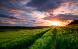 Green grass sunset clouds trail - green grass free wallpaper for desktop