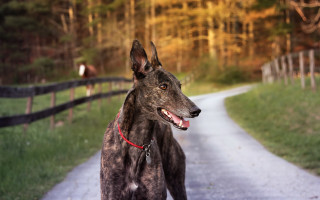 Dog road fence person park - elke vogelsang free wallpaper