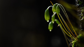 Long stem green leaves dark - a plant free wallpaper