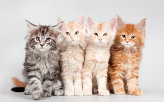 Four kittens white background realistic - a group free wallpaper