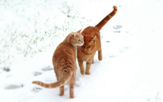 Orange brown white cats snow - the snow together free wallpaper for desktop