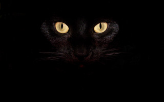 Black cat yellow eyes crescent 4 - a white spot free wallpaper