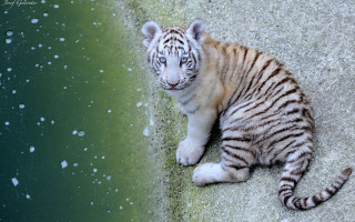 White tiger cub rock bubbles - free cats wallpaper