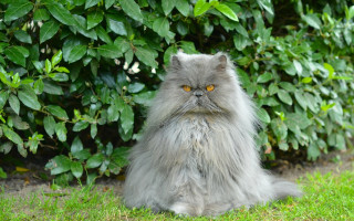 Cat gray fur bushes yellow - regal free wallpaper