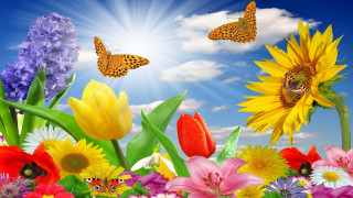 Flower field butterflies sunflower blue - nature free wallpaper