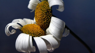 White flower blue background black - a blue background behind free wallpaper