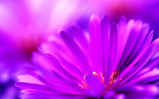 Purple flower macro energy glowing - dennis flanders free wallpaper