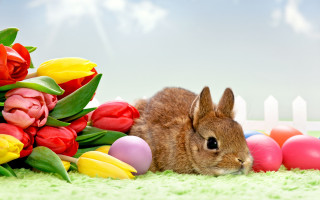 Bunny flowers eggs green carpet - tulip free wallpaper