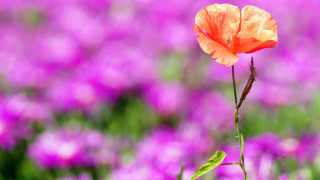 Orange flower purple field green - purple flower free wallpaper for desktop