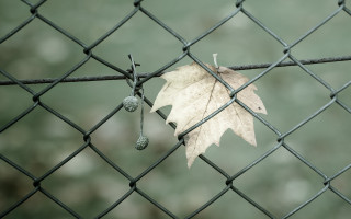 Leaf hanging fence blurry background - the fence free wallpaper