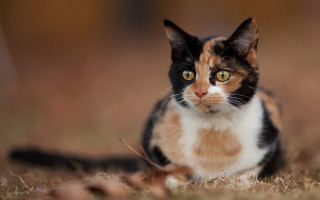 Black cat serious eye focus - a serious look free wallpaper