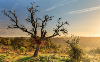 Tree sunset autumn leaves bare - a sky background and sun free wallpaper for desktop