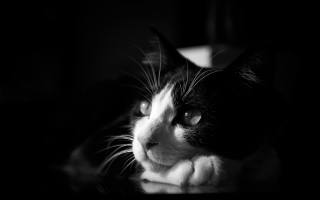 Black white cat sad look 2 - chiaroscuro free wallpaper