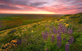 Sunset field flower scene nature - a field of wildflowers free wallpaper