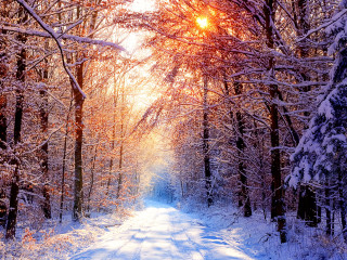 Snowy path forest sun trees - a snowy path in a forest free wallpaper