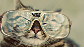 Cat glasses closed nose blurry - a nose free wallpaper