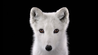 White dog brown eyes black - brown eye free wallpaper