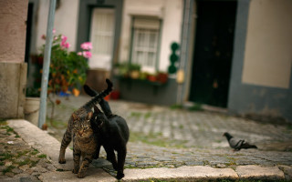 Cats cobblestone street bird flowers - the ground in front free wallpaper