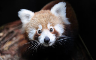 Red panda cub curious portrait - aloysius okelly free wallpaper