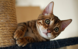 Curious cat on scratching post - curious free wallpaper