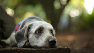 Dog shiba inu bench woods - a wooden bench free wallpaper