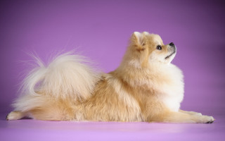 Dog purple background white long - a white dog free wallpaper