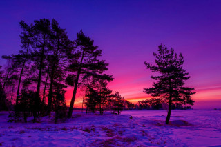 Sunset snow trees purple sky - a purple sky in the background free wallpaper for desktop