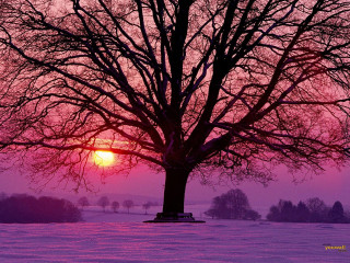 Tree field sunset pink sky - fauvism free wallpaper