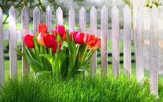 Red yellow tulips vase fence - tulip free wallpaper