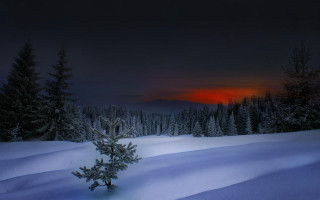 Lone tree snowy field sunset 10 - a sunset in the background free wallpaper