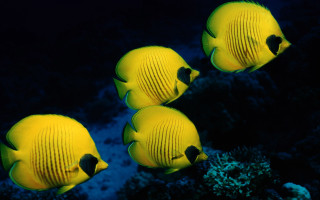 Yellow fish coral reef glowing - nearby free wallpaper