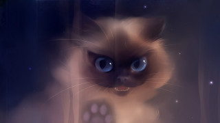 Creepy blue eyed cat staring - a creepy look free wallpaper