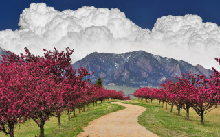 Dirt road trees mountains cloudy - tree and mountains under a cloudy sky free wallpaper