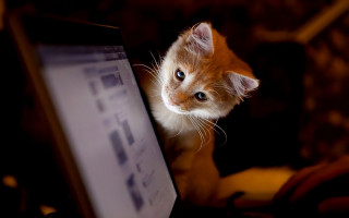 Kitten computer monitor typing blurry - someone free wallpaper