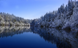 Lake snowy trees blue sky - snow covered trees free wallpaper