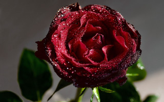 Red rose water droplets gothic 6 - rich deep color free wallpaper