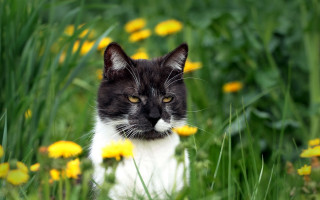 Black and white cat flower - a field of flowers and grass free wallpaper