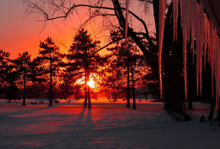 Sunset trees snow person winter - the ground and a person free wallpaper