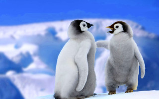 Penguins snowy hill mountains touching - one penguin free wallpaper