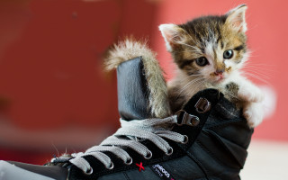 Kitten shoe laces animal photography - its paw free wallpaper for desktop