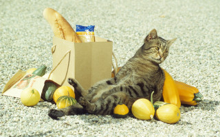 Cat laying bag food fruit - the ground next free wallpaper for desktop