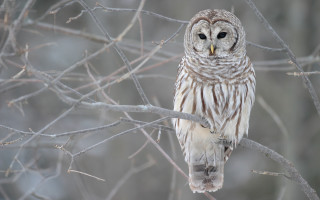 Barred owl forest leaves no - owl free wallpaper