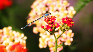 Blue dragonfly red flower garden - a blue dragonfly free wallpaper