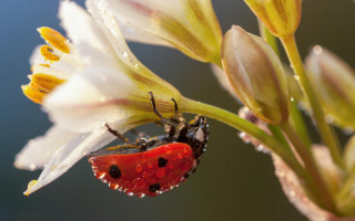 Ladybug flower water droplets macro - charlotte nasmyth free wallpaper for desktop
