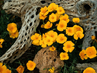Yellow flowers rock tree abstract - andy goldsworthy free wallpaper