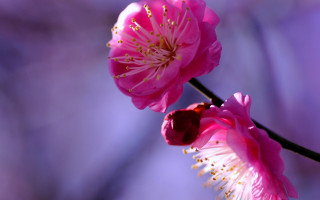 Pink flowers kimono macro japanese - two pink flower free wallpaper