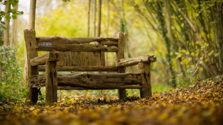 Wooden bench forest autumn blurry - the middle of a forest free wallpaper